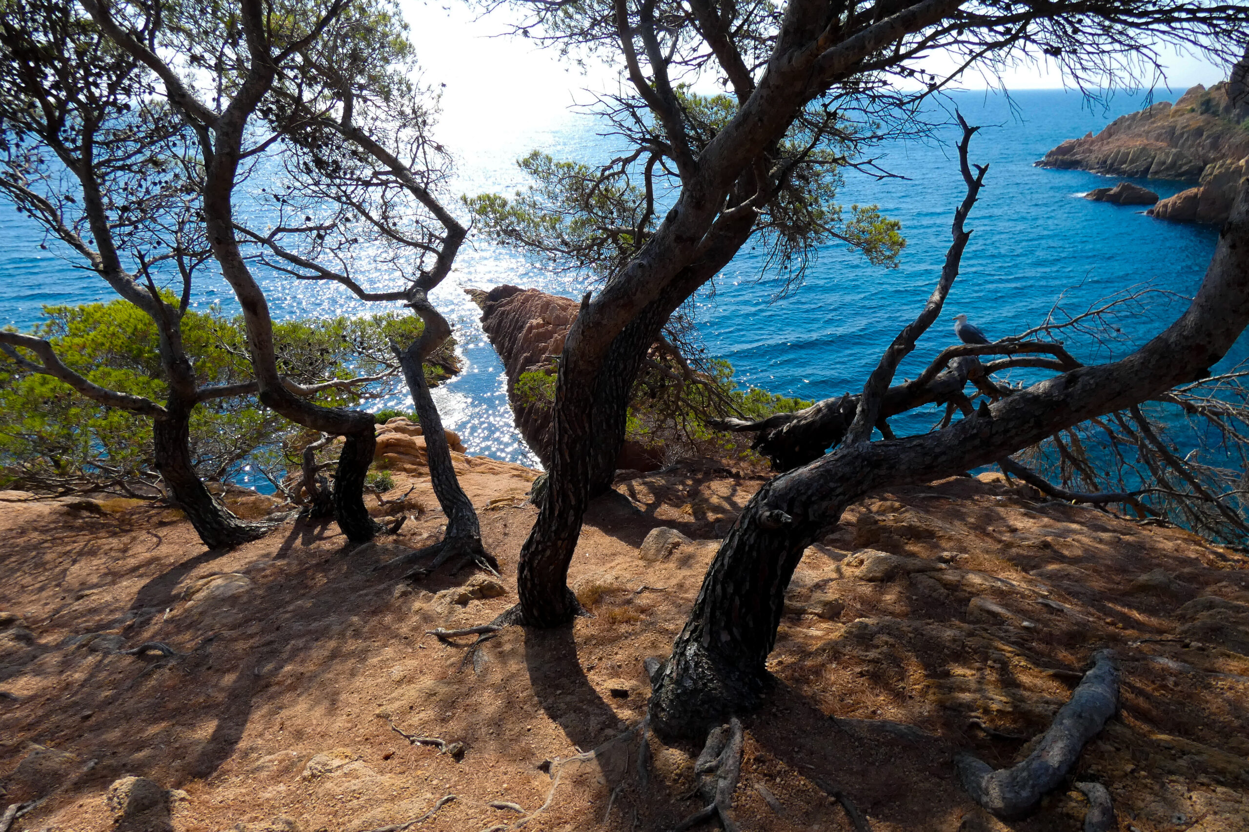 Árbol junto al mar en la costa catalana, representando la Ley de Renaturalización.